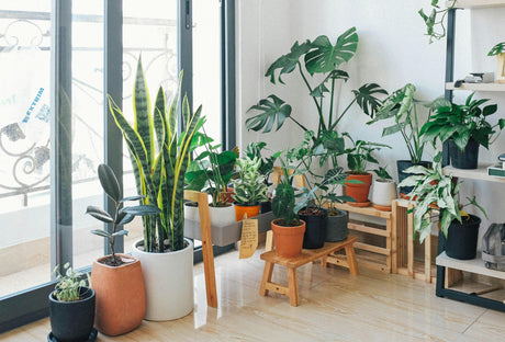 Beginner-Friendly Plants