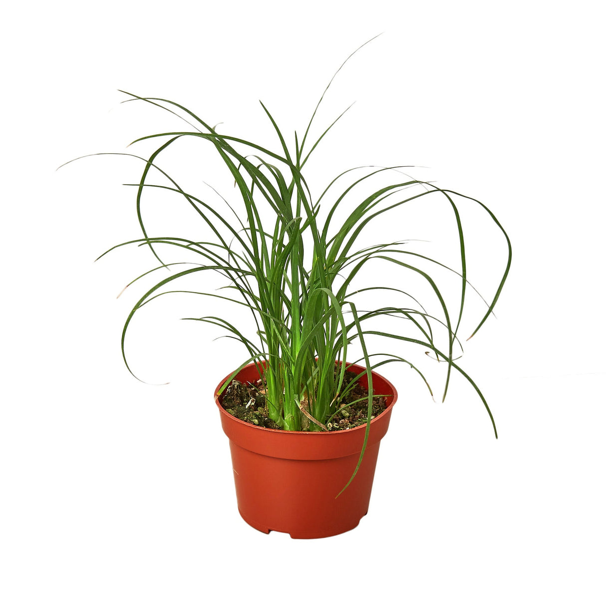 Palm 'Ponytail' - 8" Pot