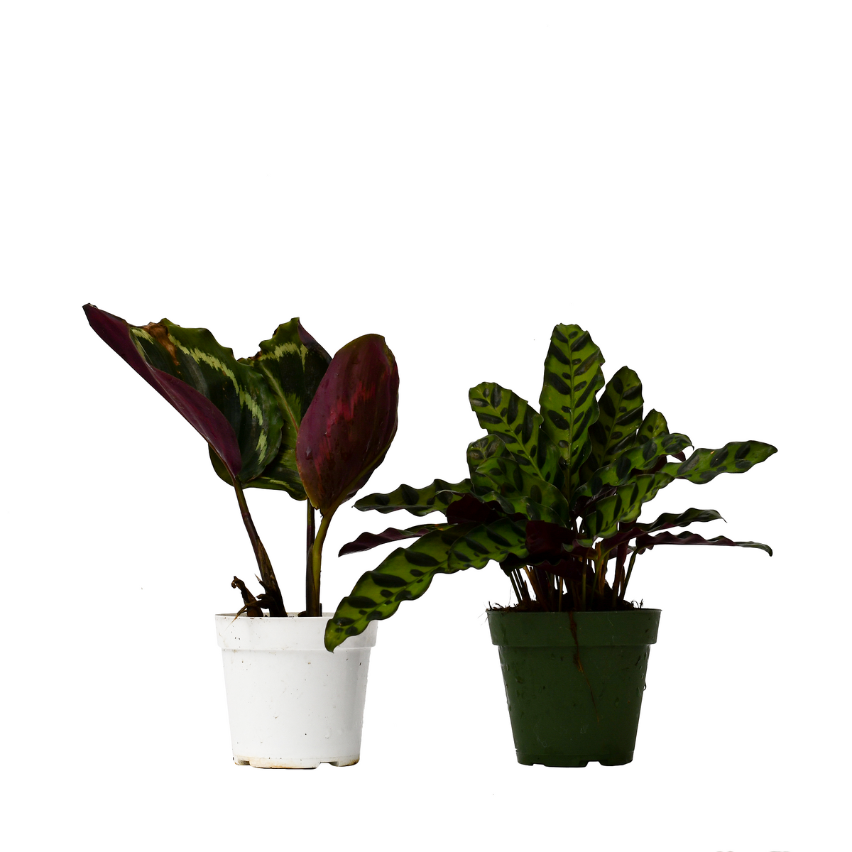 2 Calathea Plants Variety Pack in 4