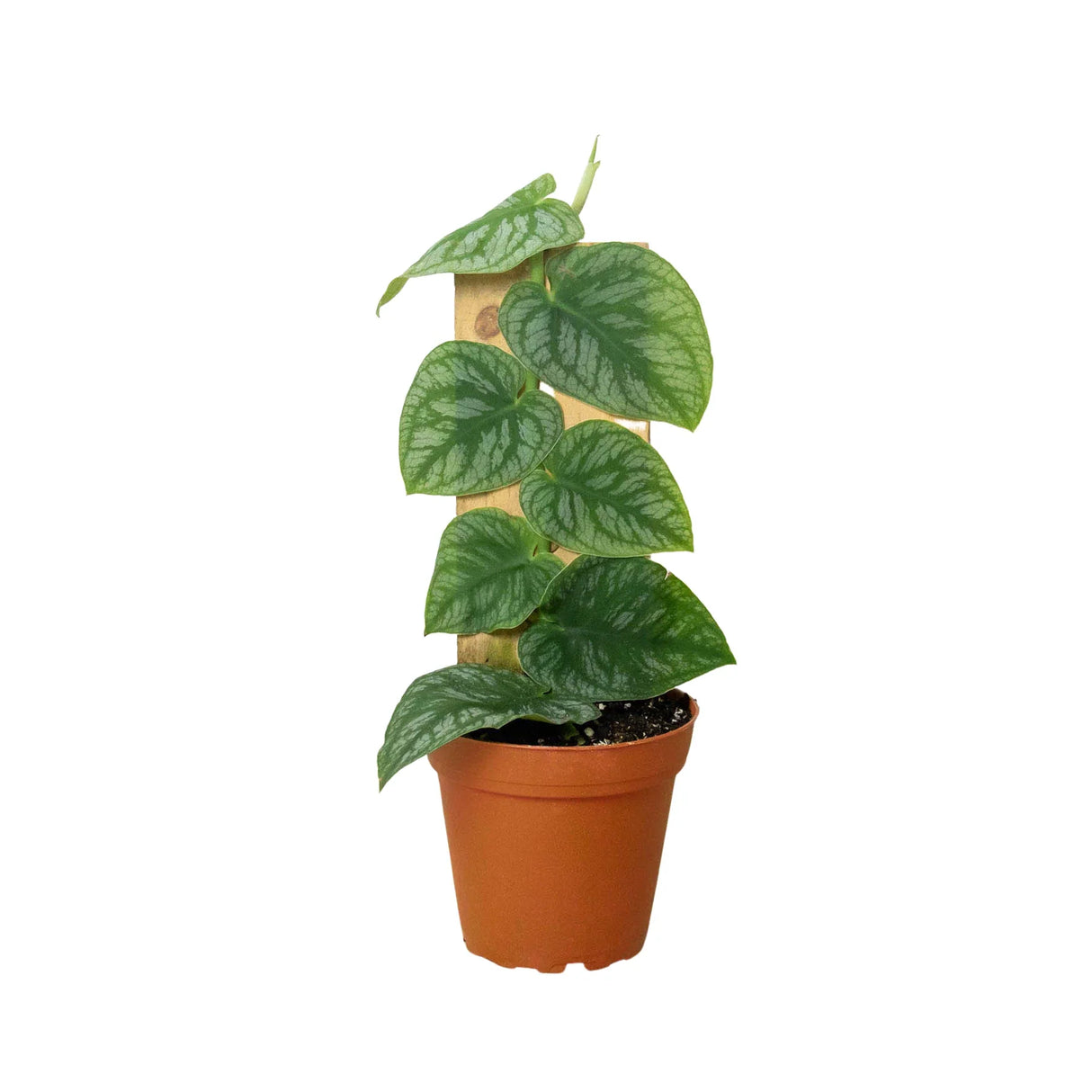 Monstera 'Dubia' (Shingle Plant)