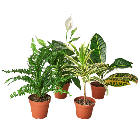 Air Purifying Variety Bundle