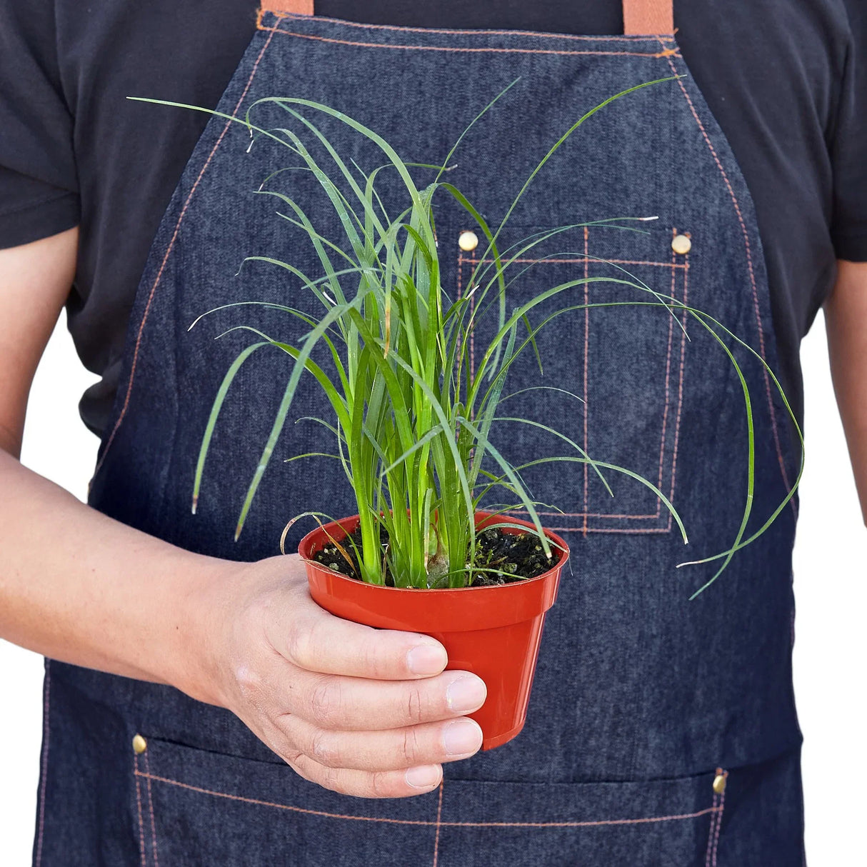 Palm 'Ponytail' - 8" Pot