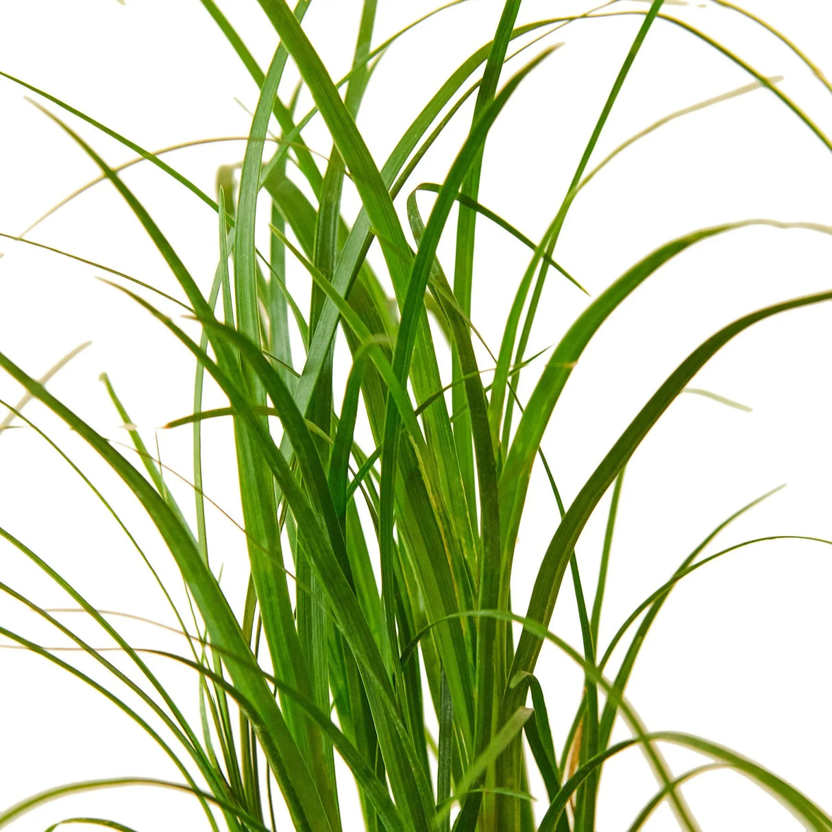 Palm 'Ponytail' - 8" Pot