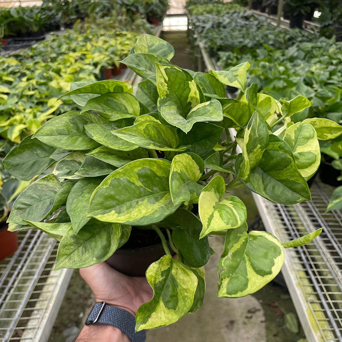 meringue pothos Get Pothos 'Lemon Meringue' Online