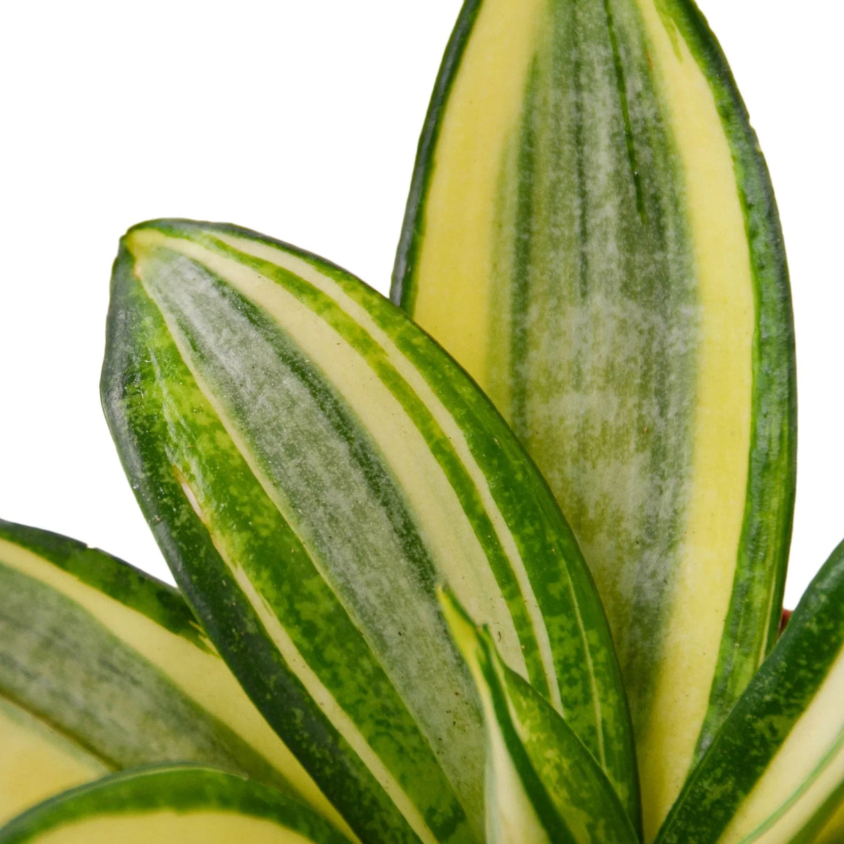 Buy Snake Plant 'Gold Hahnii' Online | Air-Purifying Indoor Plant