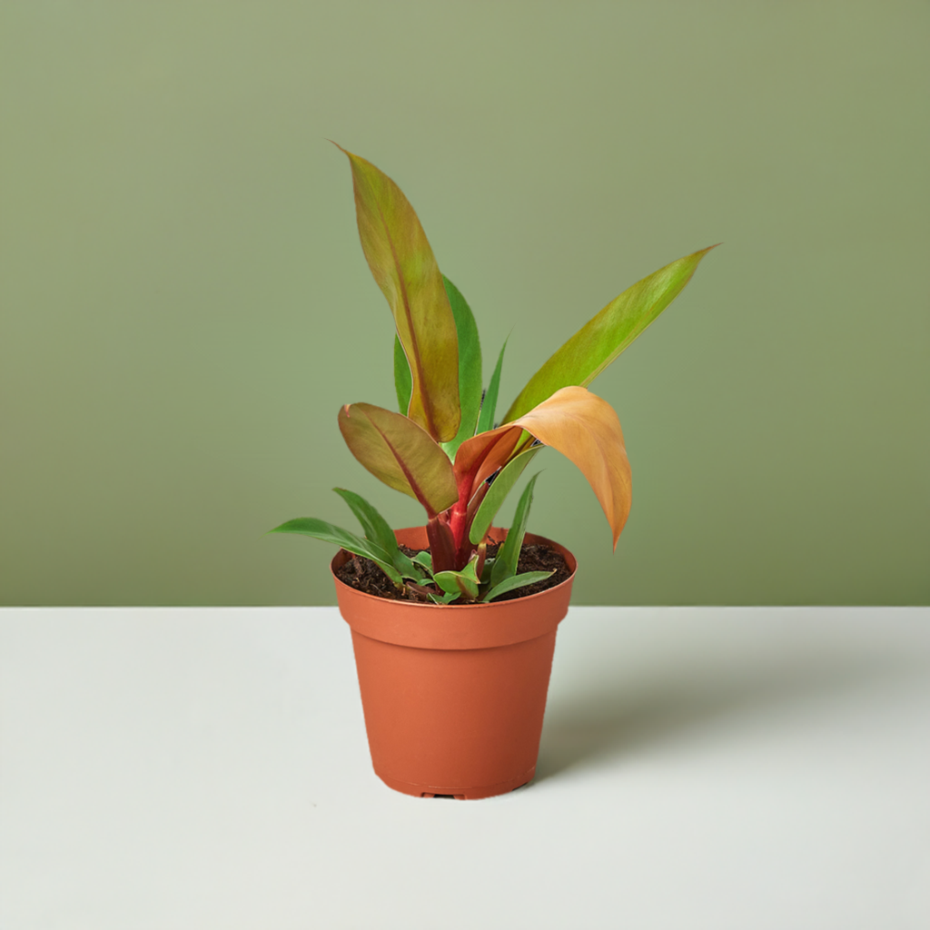 Philodendron 'Prince of Orange'