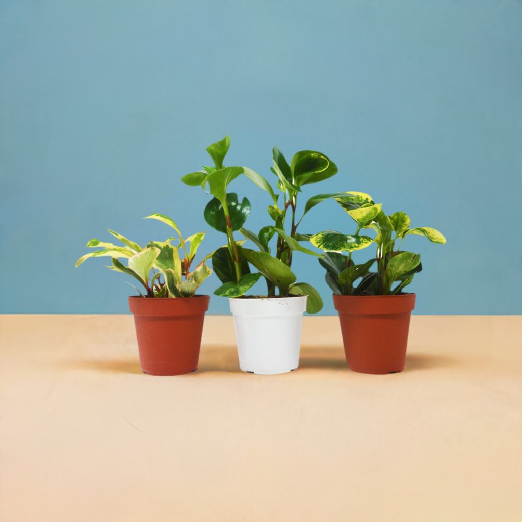 3 Different Peperomia Plants in 4" Pots - Baby Rubber Plants