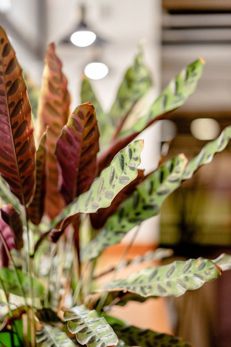 A close up shot of a rattlesnake plant