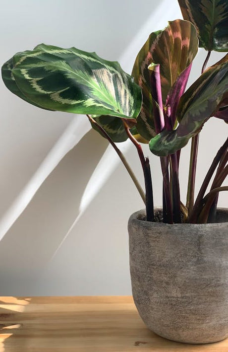 Calathea Care Guide