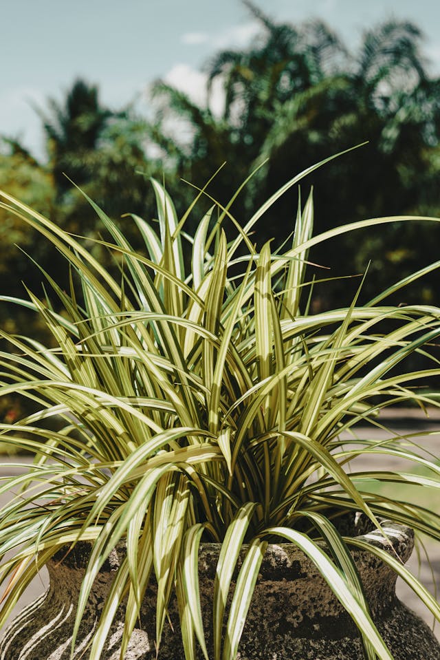 Care Guide for Spider Plant 'Bonnie'