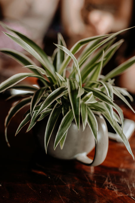 Spider Plants