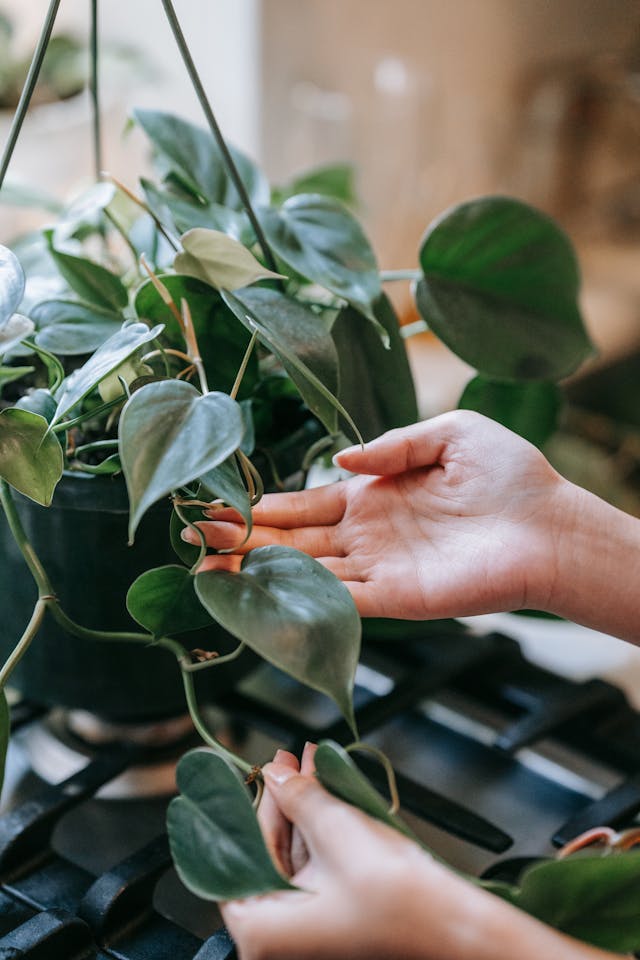 Air Purifying Plants