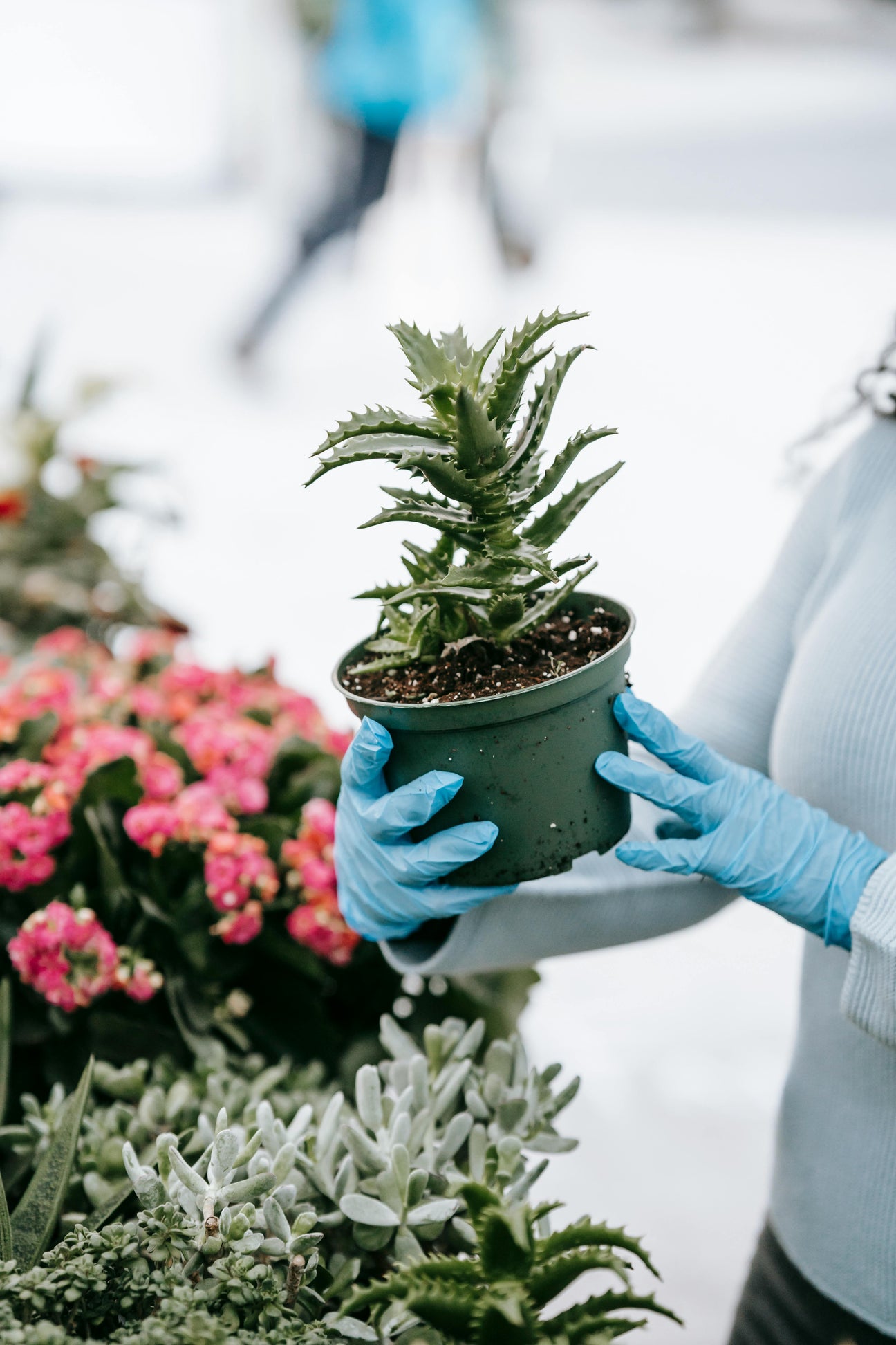 Aloe Plants