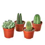 4 Cacti Variety Pack - 4.0" Pot