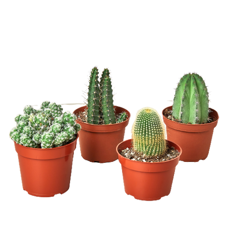 4 Cacti Variety Pack - 4.0" Pot