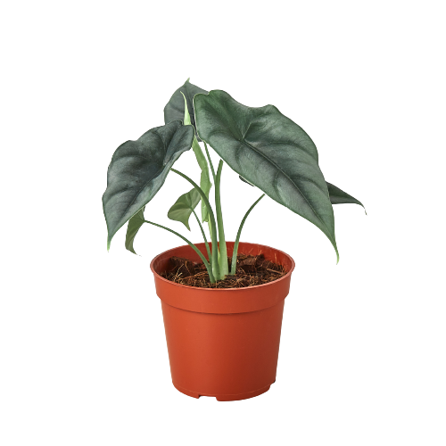 Alocasia Amazonica 'Reversa'