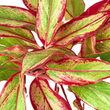 Chinese Evergreen 'Red Siam'