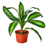 Dracaena Massangeana