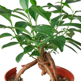 Ficus 'Ginseng'