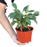 Ficus 'Ginseng'