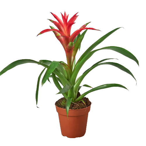 Bromeliad Guzmania 'Pink' - 4" Pot