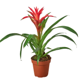 Bromeliad Guzmania 'Pink' - 4" Pot