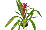 Bromeliad Guzmania 'Purple' - 4" Pot