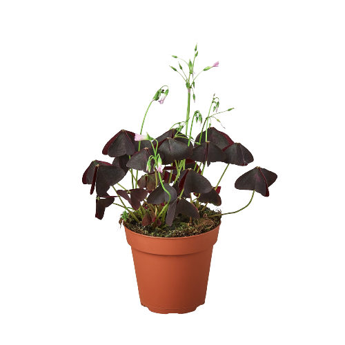 Oxalis Triangularis 'Purple Shamrock'