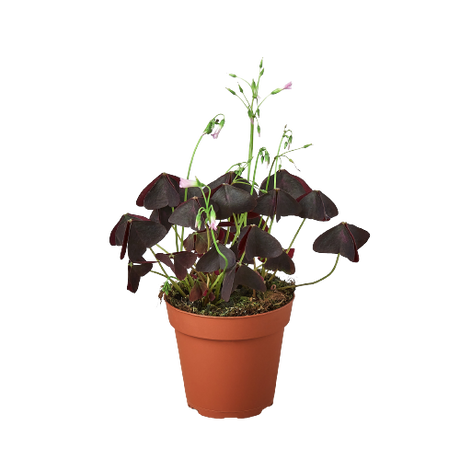 Oxalis Triangularis 'Purple Shamrock'