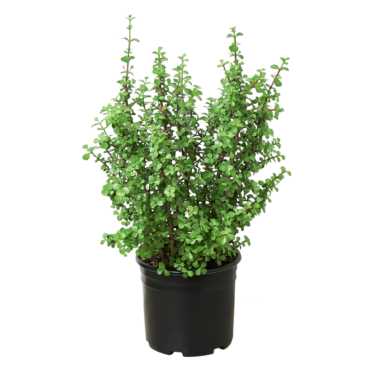 Succulent Portulacaria 'Elephant Bush' - 10" Pot