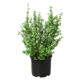 Succulent Portulacaria 'Elephant Bush' - 10" Pot