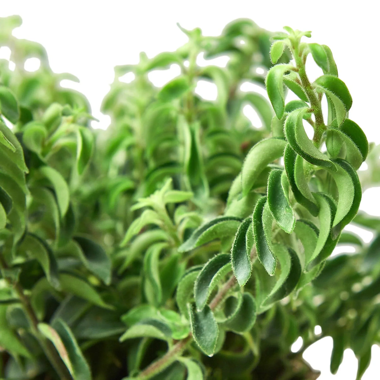 Curly Lipstick Plant