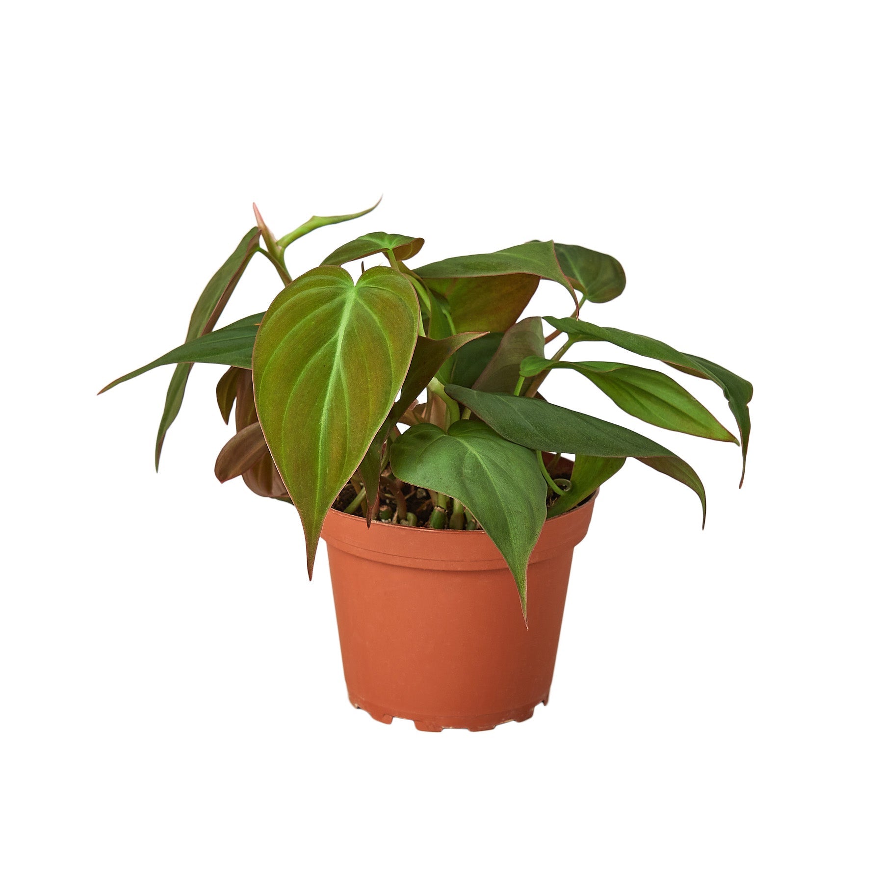 Philodendron Velvet - Thumbnail 4