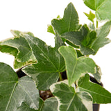 English Ivy 'Glacier'