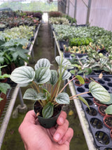 Peperomia 'Frost'