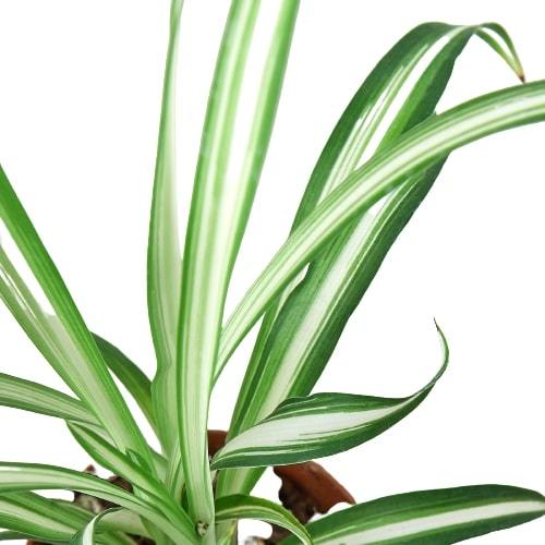 Spider Plant Reverse