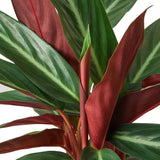 Stromanthe Sanguinea