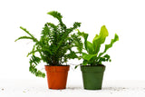 2 Fern Variety Pack - 4" Pot