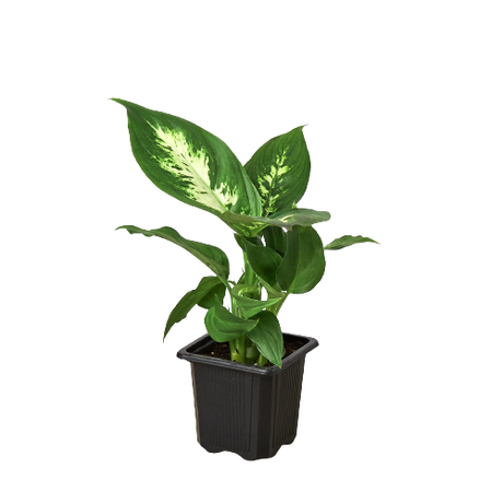 Dieffenbachia Camille