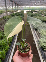 Monstera 'Thai Constellation'