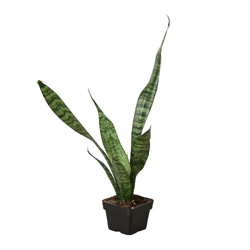online snake plant Snake Plant 'Zeylanica' 3" Pot / Nursery Pot