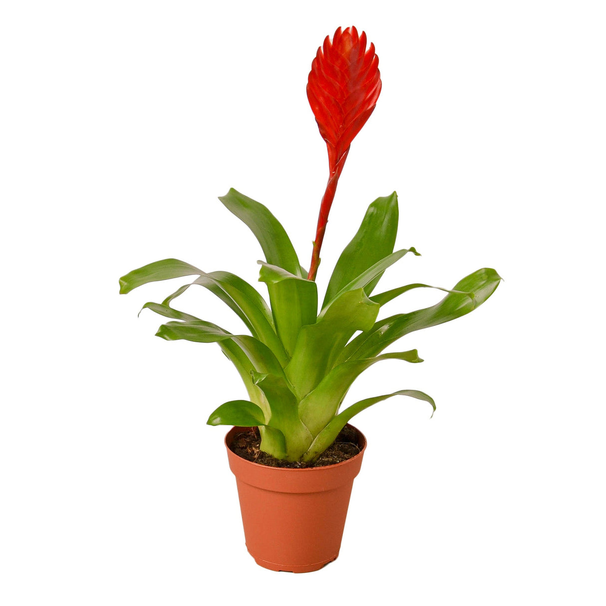 Bromeliad Christiane