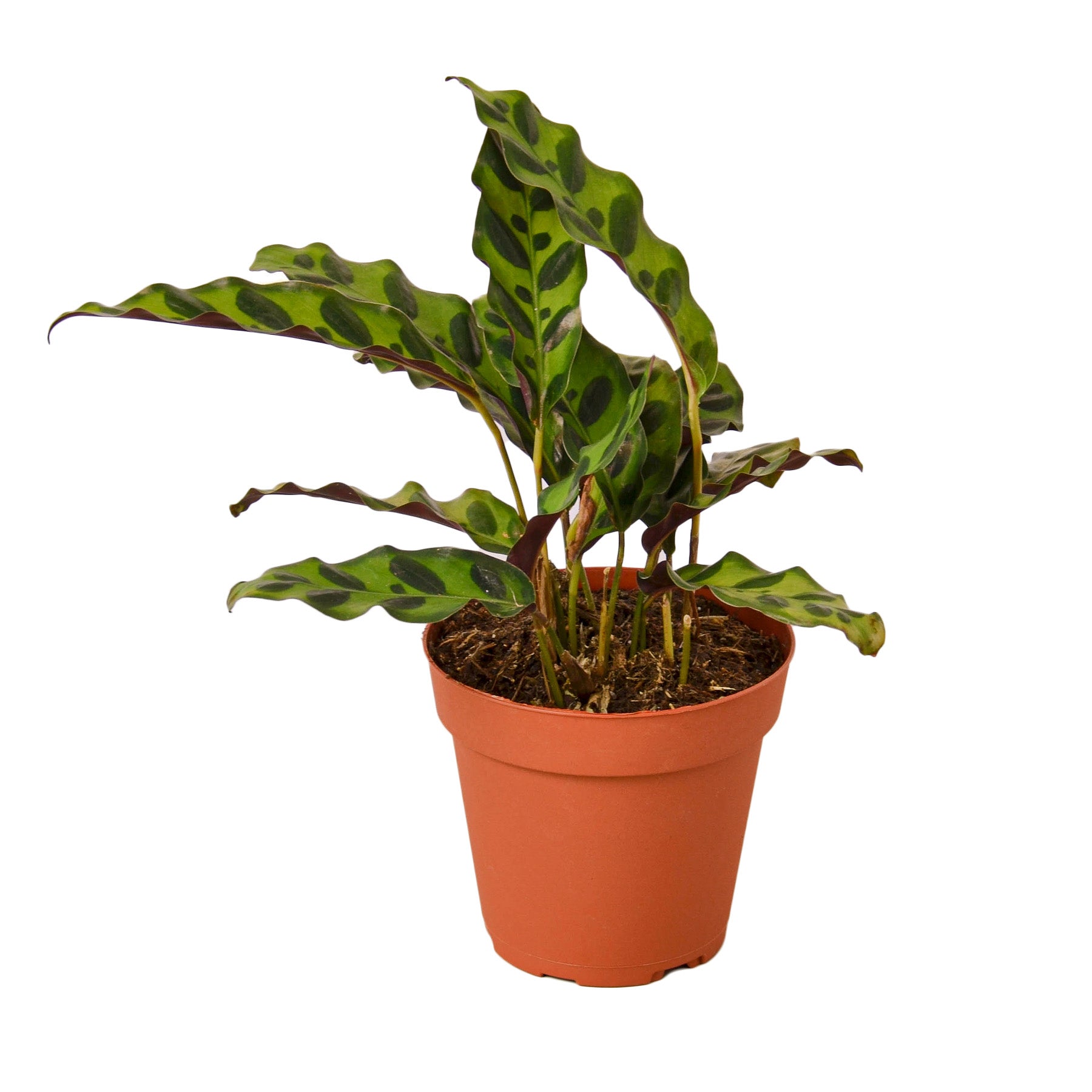 rattlesnake plant clean air Calathea Lancifolia 'Rattlesnake' 4" Pot / Nursery Pot