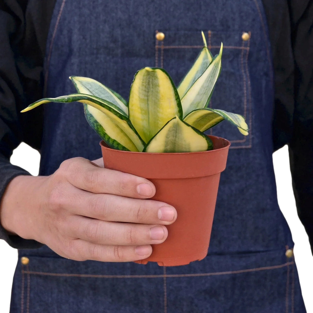 Buy Snake Plant 'Gold Hahnii' Online | Air-Purifying Indoor Plant