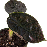 Alocasia 'Red Mambo' - 4" Pot