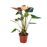 Anthurium Rainbow Champion - 4" Pot