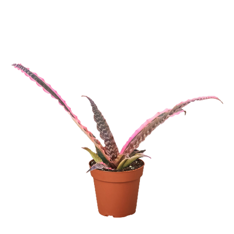 Cryptanthus 'Elaine'