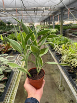 Dracaena 'Sanderiana'