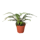 Fern Glowstar - 4" Pot