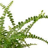 Fern 'Lemon Button'